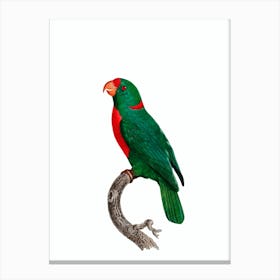 Vintage Red Fronted Parrot Bird Illustration on Pure White Canvas Print