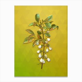 Vintage Mountain Silverbell Botanical Art on Empire Yellow n.1247 Canvas Print