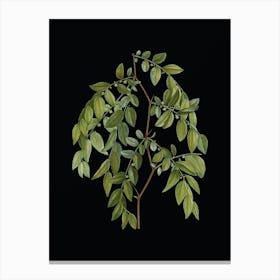 Vintage Jujube Botanical Illustration on Solid Black n.0259 Canvas Print