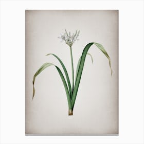 Vintage Small Flowered Pancratium Botanical on Parchment n.0612 Canvas Print