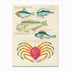 Colourful And Surreal Illustrations Of Fishes And Crab Found In The Indian And Pacific Oceans, Louis Renard (23) Canvas Print