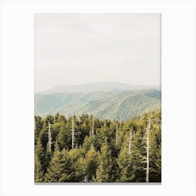 Pine Forest Mountain Canvas Print