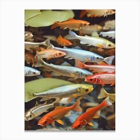 Portrait Of A Cute Colorful Sardine Fish Canvas Print