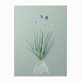 Vintage Blue Corn Lily Botanical Art on Mint Green n.0864 Canvas Print