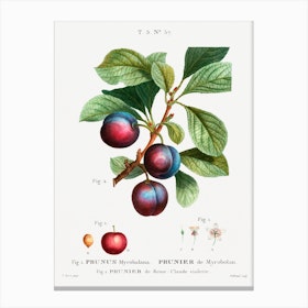 Redouté 1 Prunus Myrobalana Canvas Print