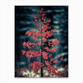 Red Maple Tree Canvas Print