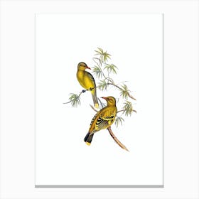 Vintage Crescent Marked Oriole Bird Illustration on Pure White n.0456 Canvas Print