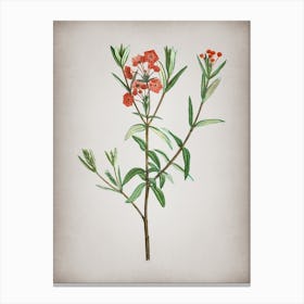 Vintage Bog Laurel Bloom Botanical on Parchment Canvas Print