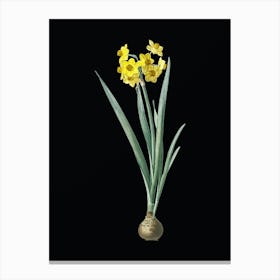 Vintage Daffodil Botanical Illustration on Solid Black n.0461 Canvas Print
