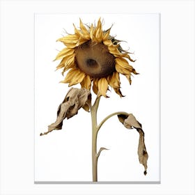 Dead Sunflower 6 Canvas Print