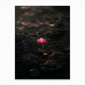 Flower In The Dirt 5 Canvas Print