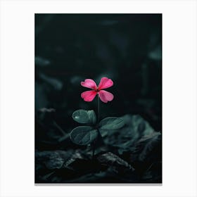 Single Flower In The Dark 16 Canvas Print