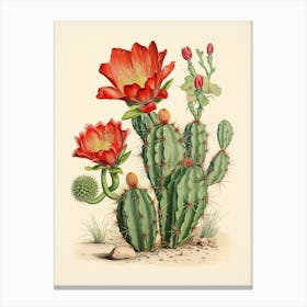 Vintage Cactus Illustration Melocactus Canvas Print