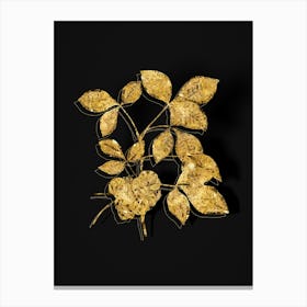 Vintage Common Hoptree Botanical in Gold on Black n.0317 Canvas Print