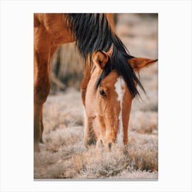 Grazing Desert Horse Canvas Print