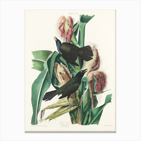 Purple Grakle Or Common Crow, Birds Of America, John James Audubon Canvas Print