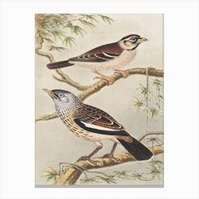 Two Birds On Branches, Theo Van Hoytema Canvas Print