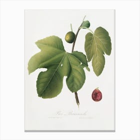 Briansole Figs (Ficus Carica Sativa) From Pomona Italiana (1817 - 1839), Giorgio Gallesio Canvas Print