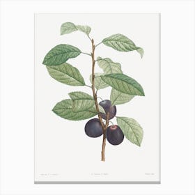 Prune Fruit From La Botanique De Jj Rousseau, Pierre Joseph Redouté Canvas Print