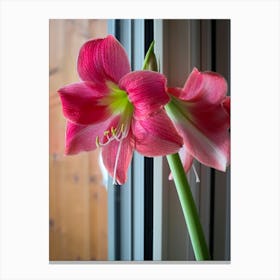 Amaryllis Canvas Print