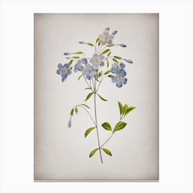 Vintage Phlox Botanical on Parchment Canvas Print