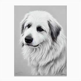 Pyrenean Shepherd B&W Pencil dog Canvas Print