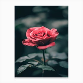 Red Rose 42 Canvas Print