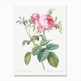 Rose De Mai, Pierre Joseph Redoute Canvas Print