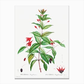 Hardy Fuchsia, Pierre Joseph Redoute Canvas Print