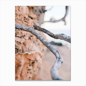 Tree Root // Ibiza Nature Photography Canvas Print