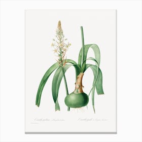 Ornithogalum Longibracteatum, Pierre Joseph Redouté Canvas Print