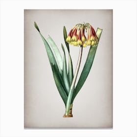 Vintage Knysna Lily Botanical on Parchment n.0841 Canvas Print