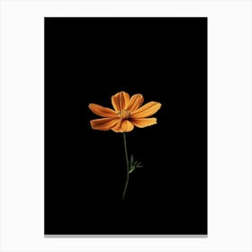 Cosmos 4 Canvas Print