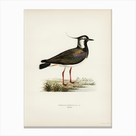 Northern Labwing (Vanellus Vanellus), The Von Wright Brothers Canvas Print