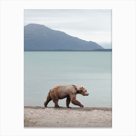 Bear On Alaskan Shoreline Canvas Print