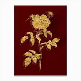 Vintage Stapelia Rose Bloom Botanical in Gold on Red n.0553 Canvas Print