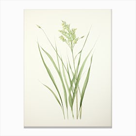 Lemon Grass Vintage Botanical Herbs 0 Canvas Print