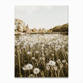Dandelion Field Canvas Print