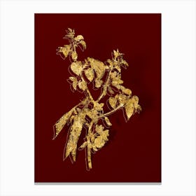 Vintage Judas Tree Botanical in Gold on Red n.0072 Canvas Print