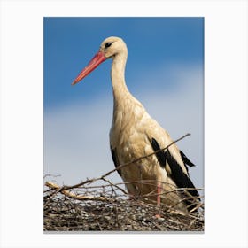 Stork In Nest Canvas Print