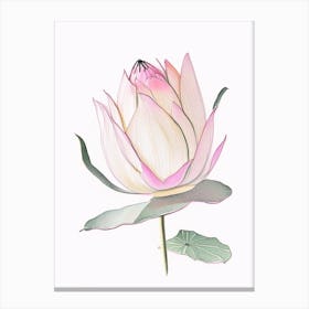 Pink Lotus Pencil Illustration 2 Canvas Print