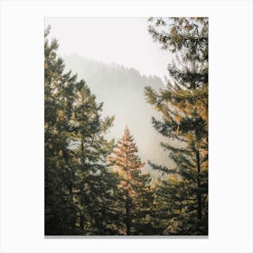 Pine Tree Scenery Canvas Print