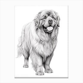 Newfoundland Dog, Line Drawing 3 Canvas Print
