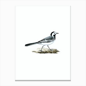 Vintage White Wagtail Bird Illustration on Pure White Canvas Print