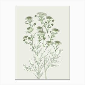 Camomile Herb William Morris Inspired Line Drawing 3 Canvas Print