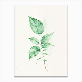 Peppermint Leaf Minimalist Watercolour 1 Canvas Print