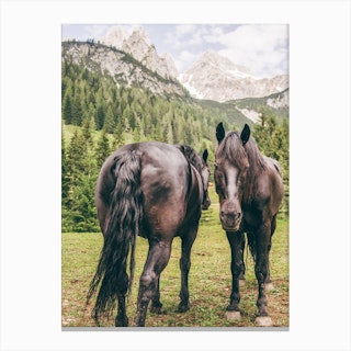 Friesian Horses In Austria Canvas Print