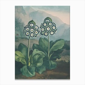 Two Flowers In A Field Canvas Print