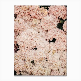 Blush Hydrangea Bush Canvas Print