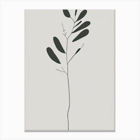 Alfalfa Herb Simplicity Canvas Print